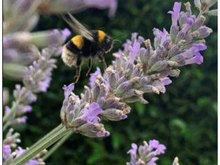 Ellie wins £100 in photography competition with iPhone shot of bee